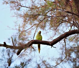 Low angle view of bird perching on branch