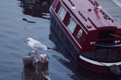 Close-up of seagull on car