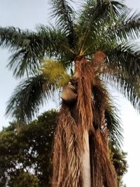 Low angle view of palm tree