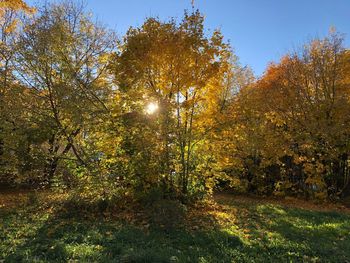 Trees in forest during autumn