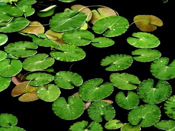 High angle view of leaves floating on water