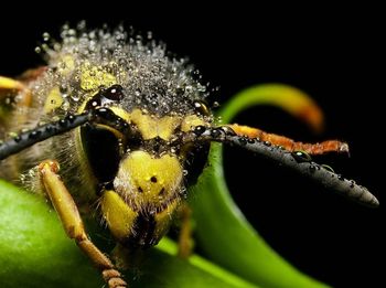 Close-up of insect on leaf