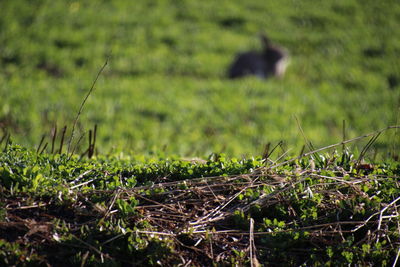 Grass in a field