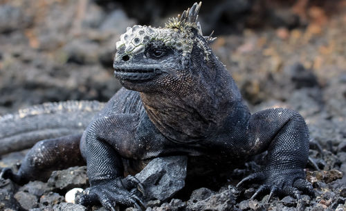 Close-up of lizard on rock