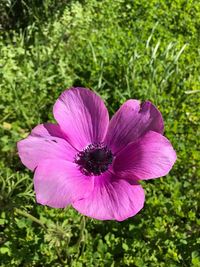 Close-up of pink flower blooming outdoors