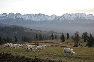 Horses grazing in a mountains