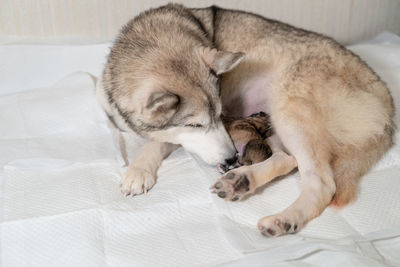 Close-up of dog on bed at home