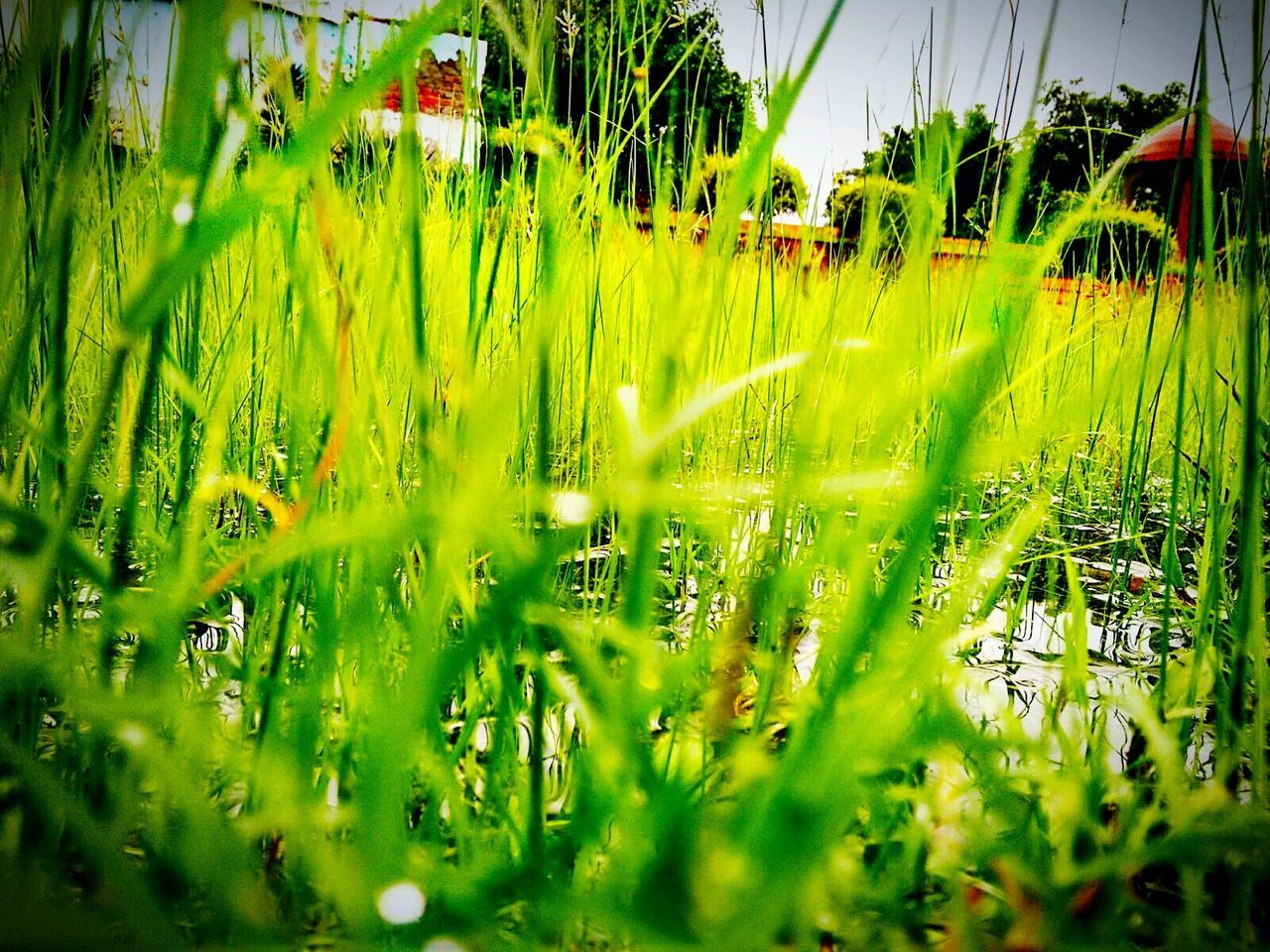 grass, growth, field, plant, green color, water, animal themes, nature, tree, reflection, outdoors, day, selective focus, grassy, beauty in nature, no people, tranquility, rural scene, mode of transport, landscape