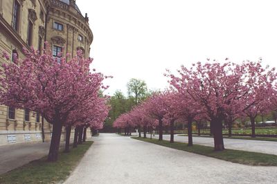 View of footpath along trees