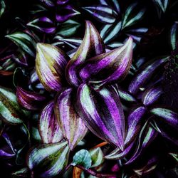 Close-up of purple flower