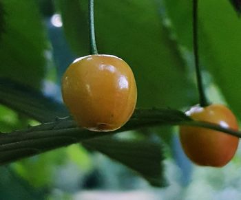 Close-up of orange fruit on tree