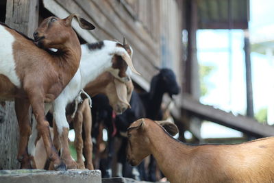 Goats at farm