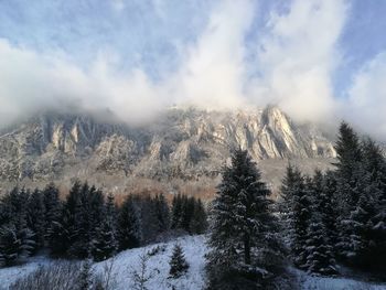 Pine trees on snowcapped mountains against sky