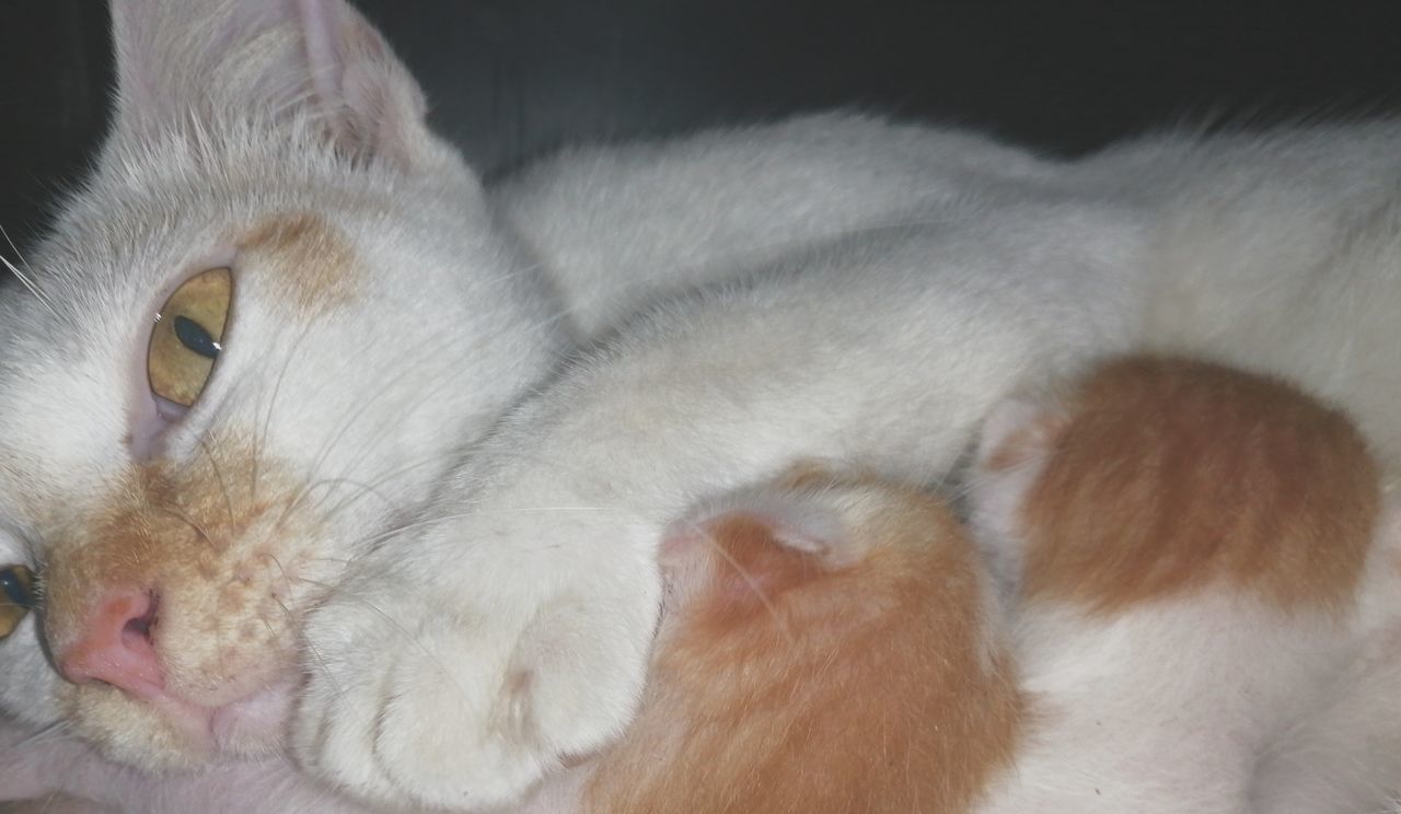 CLOSE-UP OF CATS SLEEPING