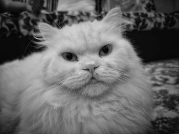 Close-up portrait of a cat