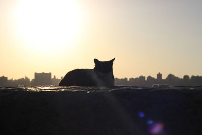 Cat by water against sky during sunset