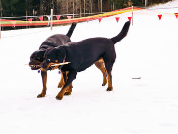 Dog standing on snow covered land