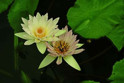 Colorful water lily, flowering ornamental plant