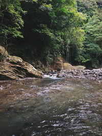 Scenic view of waterfall in forest