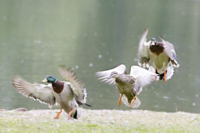 Birds flying over water