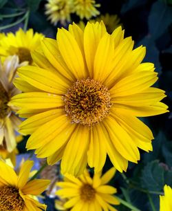 Macro shot of yellow flower