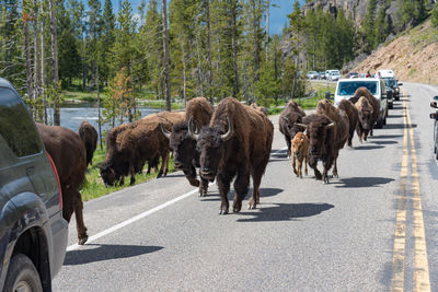 View of horses on road in city