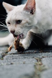 Close-up of cat