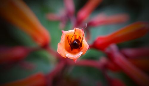 Close-up of ladybug on flower