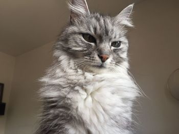 Close-up portrait of cat