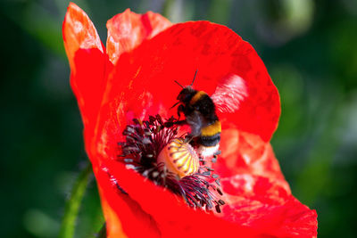 Close-up of bee pollinating on red poppy flower