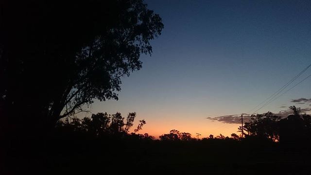 silhouette, tree, sunset, tranquility, clear sky, beauty in nature, tranquil scene, scenics, copy space, nature, sky, dusk, low angle view, dark, growth, outline, orange color, idyllic, outdoors, no people