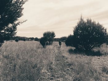 Trees on field against sky