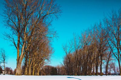 Trees on snow field against clear blue sky