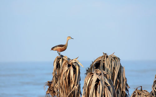 Birds perching on wooden post against sky