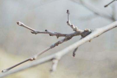 Close-up of branches against blurred background