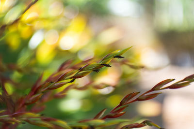 Close-up of plant