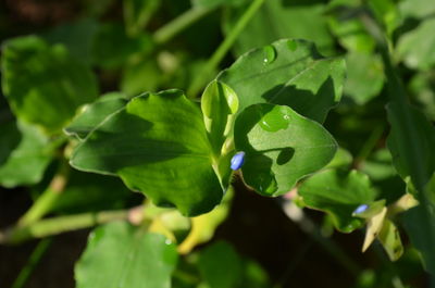 Close-up of fresh green leaves