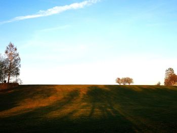 Trees on field against sky