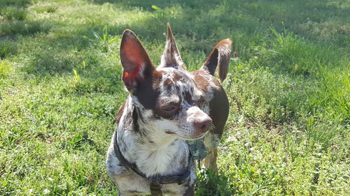 Close-up of dog standing on field