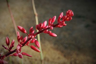 Close-up of red flowers growing outdoors