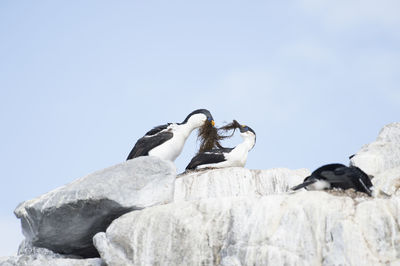 Low angle view of bird perching on rock against sky