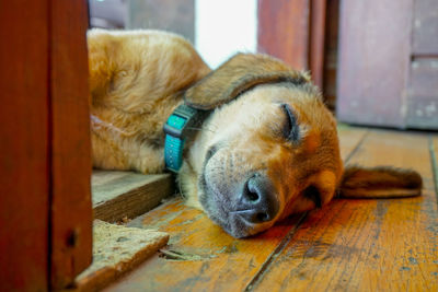 Close-up of a dog sleeping on floor at home