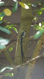 Bird perching on a branch