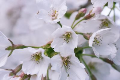 Close-up of white cherry blossom tree