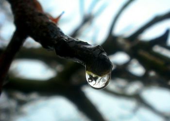 Close up of leaf