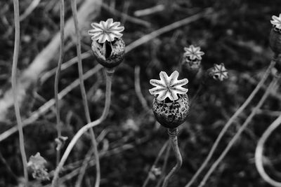 Close-up of flowering plants on field