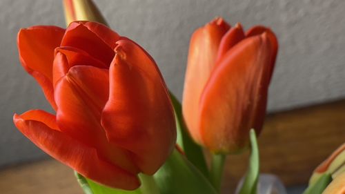 Close-up of orange tulips