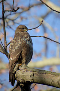 Close-up of bird perching on branch