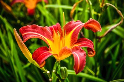Close-up of day lily blooming on field