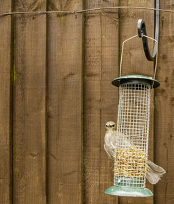 Bird perching on wood in cage